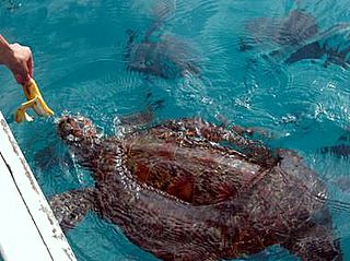 Turtle