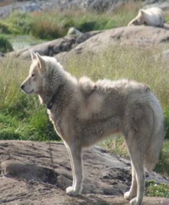 Katharine Owen: One of the many working huskies waiting