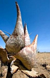 Picture courtesy Dan Bachmann : Plant life in Karamoja